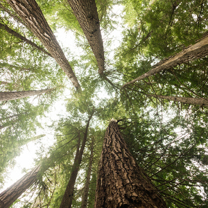 Fundraising Page: Nicole Zapata